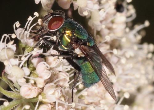 Réf. 296 644 : Lucilia ampullacea